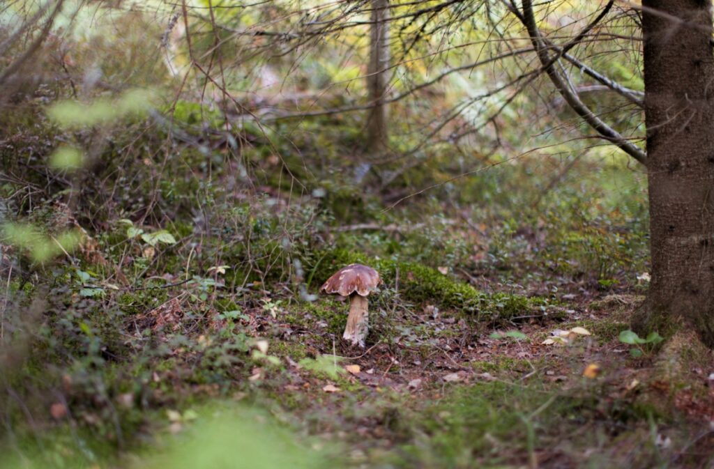 Odkrycie w lesie pod Henrykowem Lubańskim: szczątki człowieka i artefakty z II wojny światowej